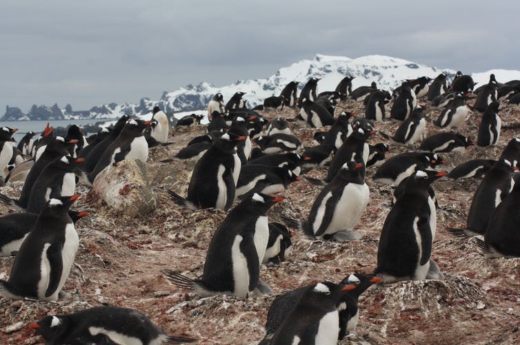 Colonia de pingüino papua en la peninsula Byers en isla Livingston